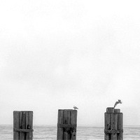 Seagulls on wood