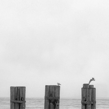 Seagulls on wood