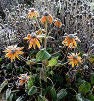 Frosted Daisies