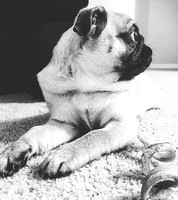 Pet Photography